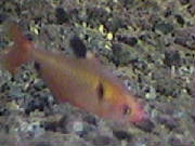 st00_00030.jpg